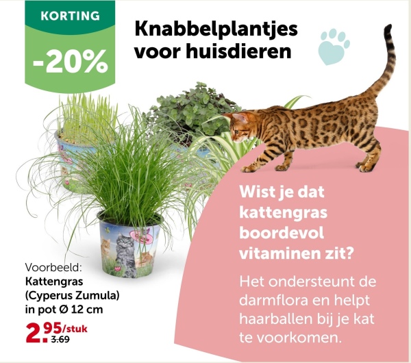 KORTING
-20%
Knabbelplantjes
voor huisdieren
Voorbeeld:
Kattengras
(Cyperus Zumula)
in pot Ø 12 cm
295/stuk
3.69
Wist je dat
kattengras
boordevol
vitaminen zit?
Het ondersteunt de
darmflora en helpt
haarballen bij je kat
te voorkomen.