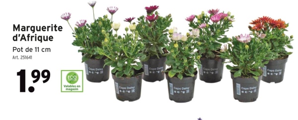 Marguerite
d'Afrique
Pot de 11 cm
Art. 251641
1.99
ECO
Valables en
magasin
Cape Da
Cape Dairy
Cape Daly
Capa Dai