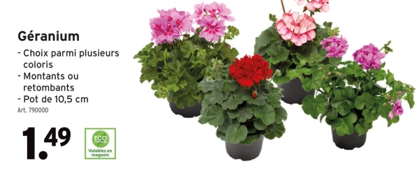 Géranium
- Choix parmi plusieurs
coloris
- Montants ou
retombants
-Pot de 10,5 cm
Art. 790000
1.49
ECO
Valables en
magasin