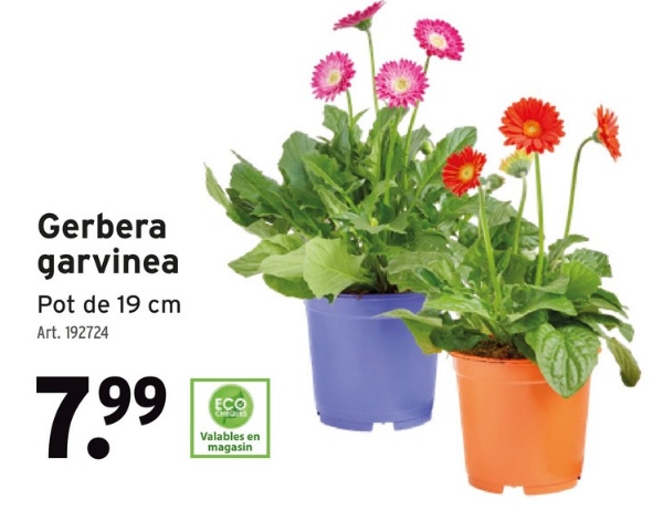 Gerbera
garvinea
Pot de 19 cm
Art. 192724
7.99
ECO
CHEONES
Valables en
magasin