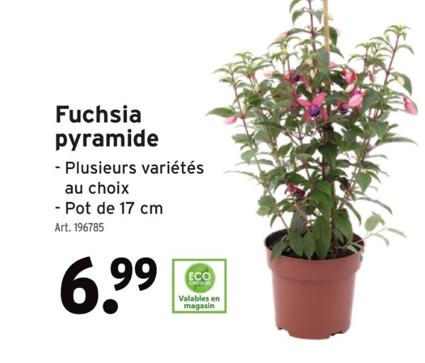 Fuchsia
pyramide
- Plusieurs variétés
au choix
- Pot de 17 cm
Art. 196785
6.99
ECO
CHEOLES
Valables en
magasin