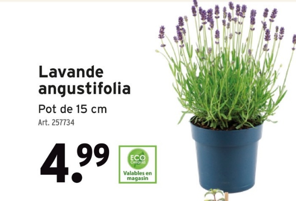 Lavande
angustifolia
Pot de 15 cm
Art. 257734
4.99
ECO
CHIQ
Valables en
magasin