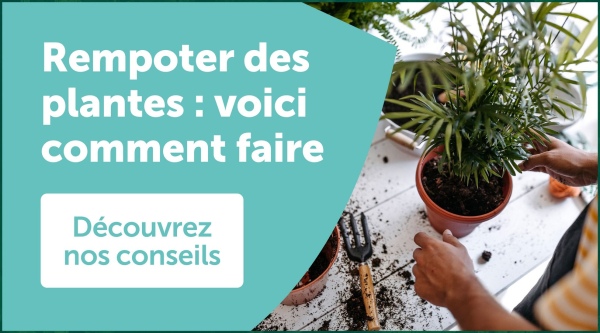 Rempoter des
plantes : voici
comment faire
Découvrez
nos conseils