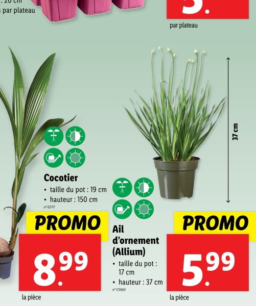 par plateau
par plateau
37 cm
Cocotier
⚫ taille du pot: 19 cm
⚫ hauteur: 150 cm
º 62717
PROMO Ail
8.99
la pièce
.
d'ornement
(Allium)
• taille du pot:
17 cm
hauteur: 37 cm
n°172660
PROMO
5.99
la pièce