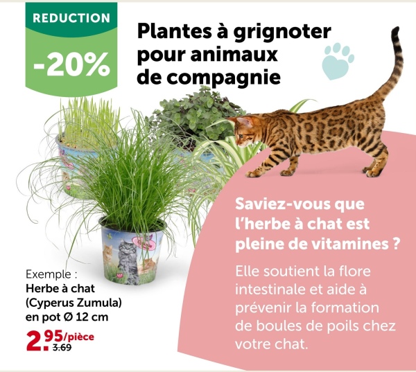 REDUCTION Plantes à grignoter
-20% pour animaux
de compagnie
Exemple :
Herbe à chat
(Cyperus Zumula)
en pot Ø 12 cm
29
95/pièce
■■3.69
Saviez-vous que
l'herbe à chat est
pleine de vitamines ?
Elle soutient la flore
intestinale et aide à
prévenir la formation
de boules de poils chez
votre chat.